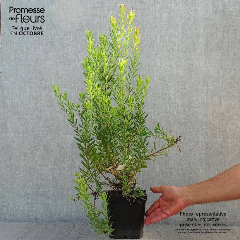 Esemplare di Leucadendron Jack Harre Vaso da 3L/4L come consegnato in autunno