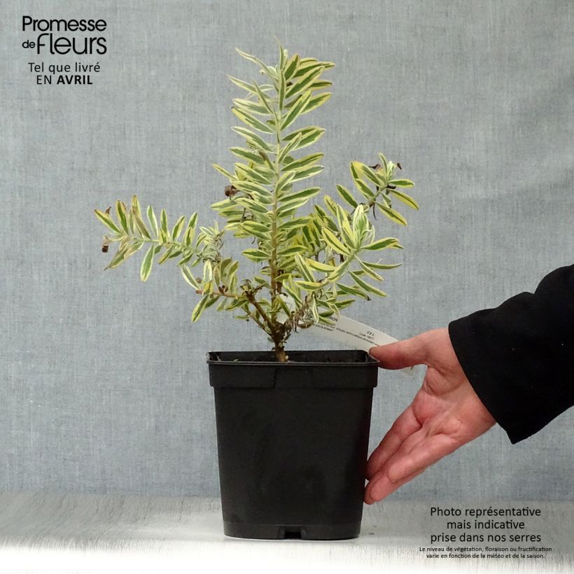 Example of Leucadendron Jester Vaso da 3L/4L as you get in printemps