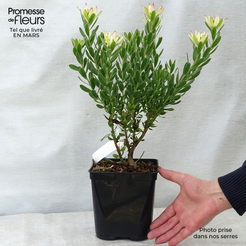 Leucadendron Sundance Vaso da 3L/4L esemplare consegnato in primavera