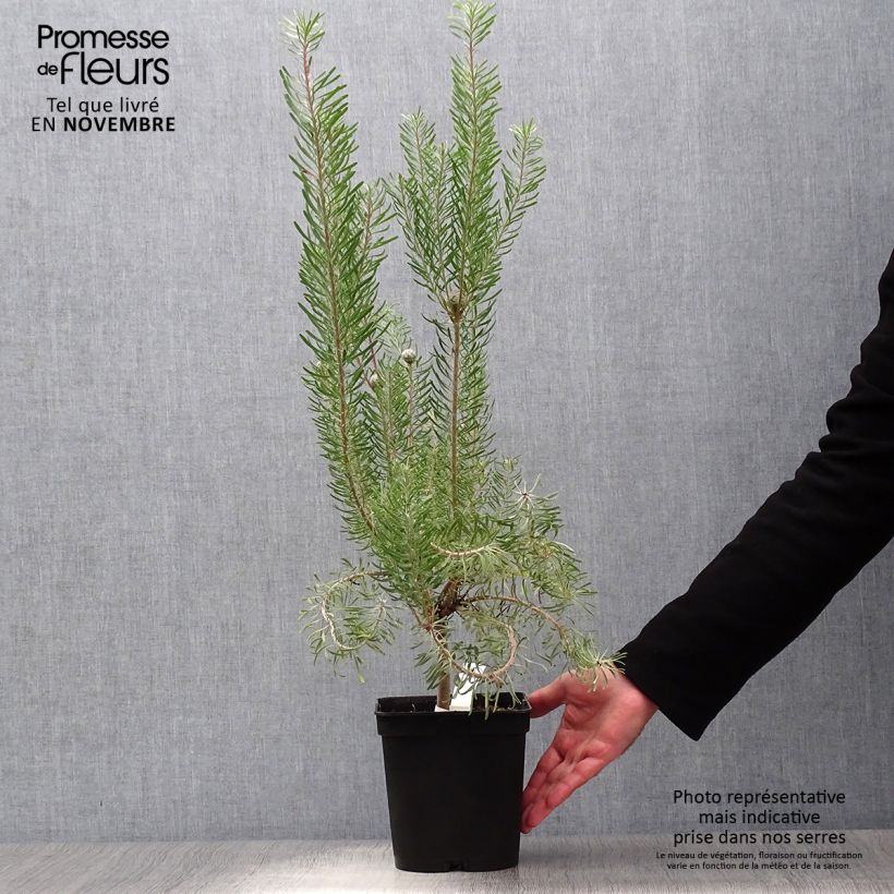 Esemplare di Leucadendron galpinii Carlin Vaso da 3L/4L come consegnato in autunno