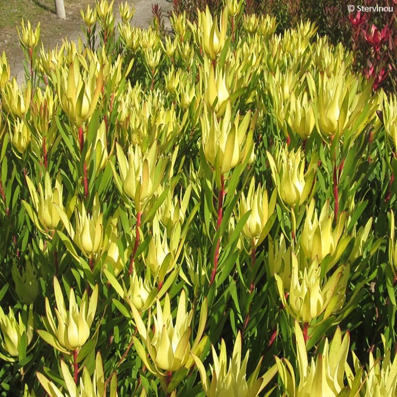 Leucadendron Inca Gold (Fogliame)