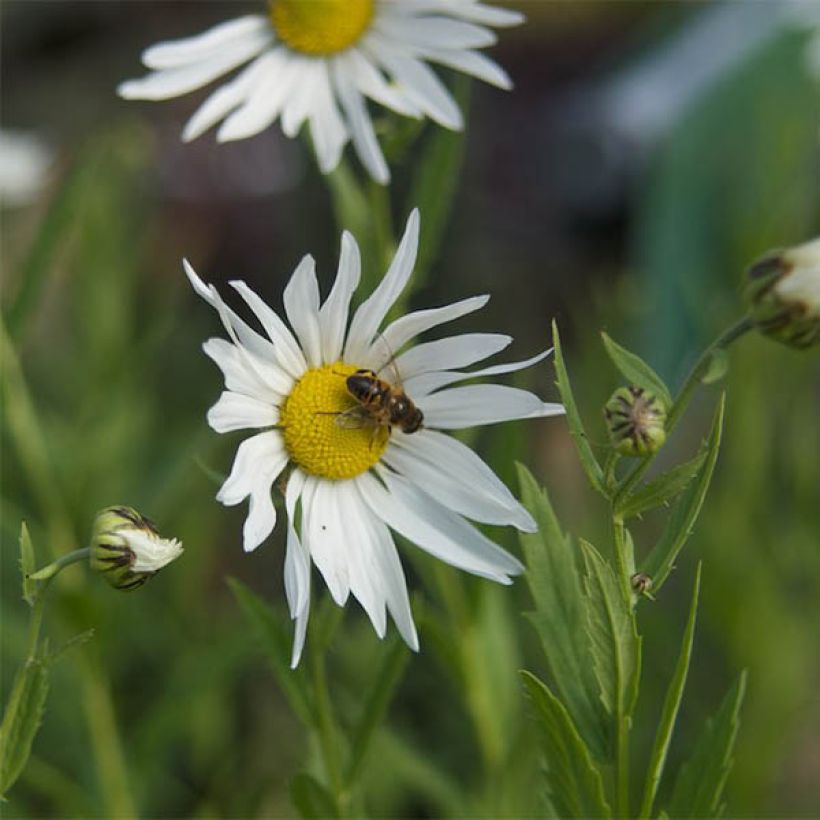 Leucanthemella serotina - Margherita serotina (Flowering)
