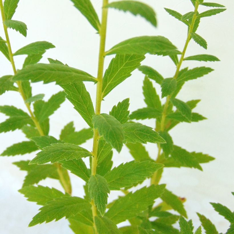 Leucanthemella serotina - Margherita serotina (Foliage)