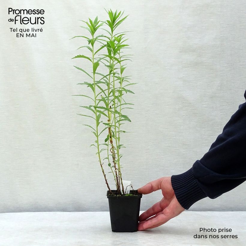 Example of Leucanthemella serotina - Margherita serotina Vasetto da 8/9 cm as you get in printemps