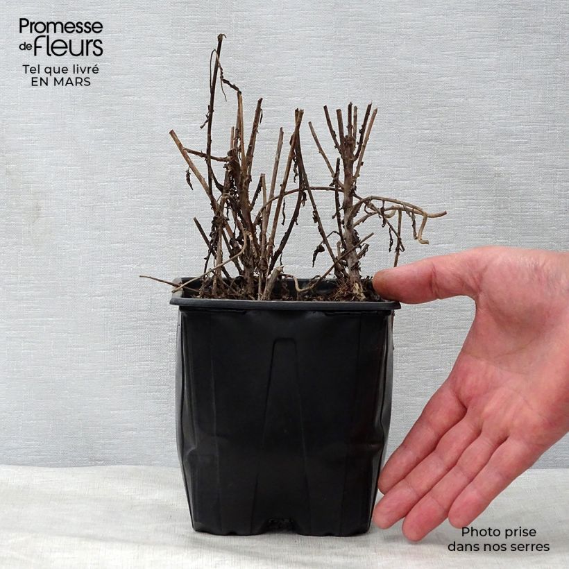 Example of Leucanthemella serotina - Margherita serotina Vaso da 2L/3L as you get in printemps