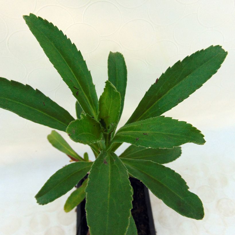 Leucanthemum superbum Banana Cream - Margherita (Foliage)