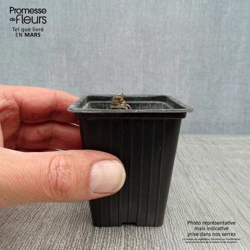 Example of Leucanthemum superbum Banana Cream - Margherita Vasetto da 7/8 cm as you get in printemps