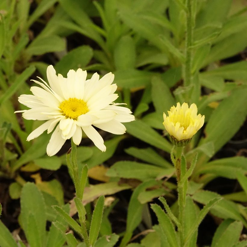 Leucanthemum superbum Banana Cream - Margherita (Fioritura)