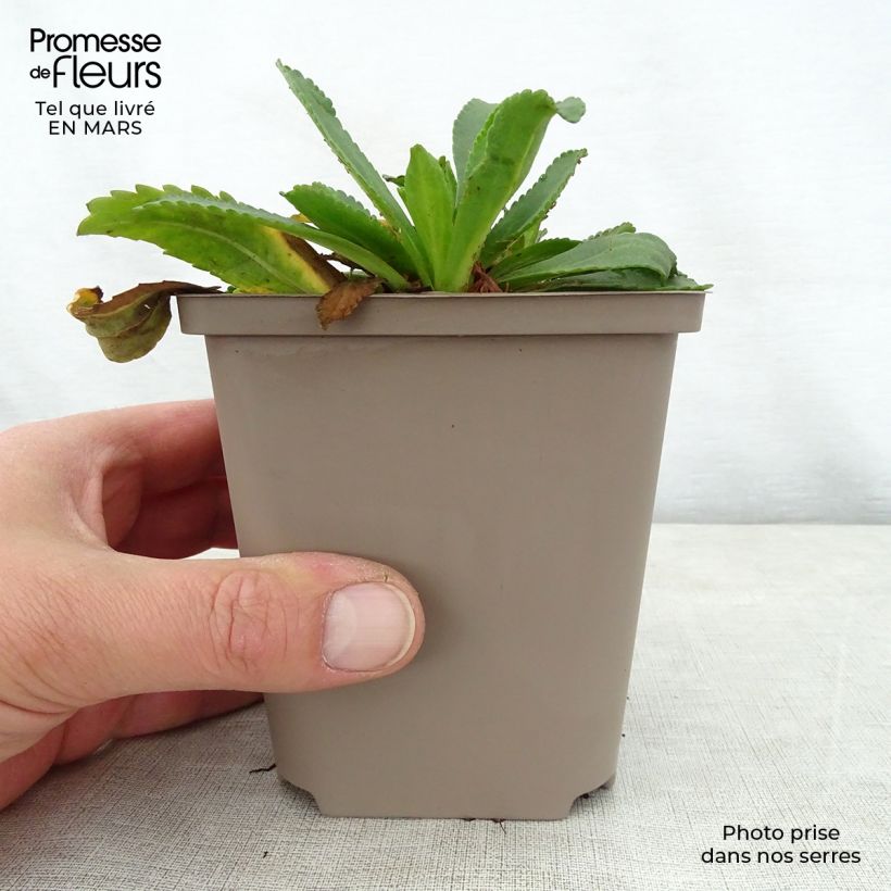 Leucanthemum superbum Kings Crown - Margherita Vasetto da 8/9 cm esemplare consegnato in primavera