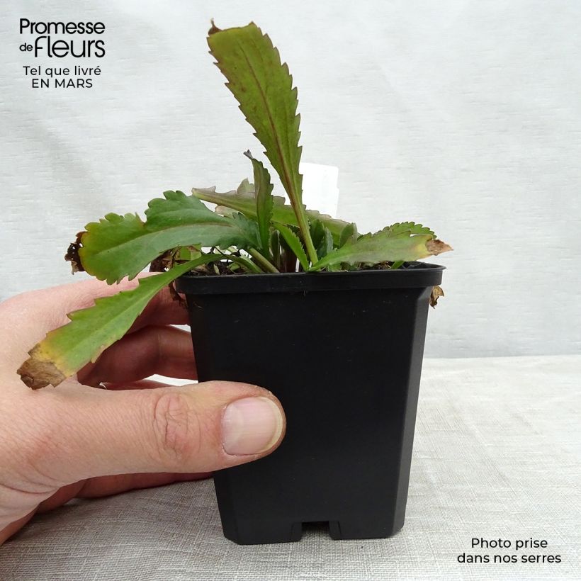 Example of Leucanthemum superbum Polaris - Margherita Vasetto da 8/9 cm as you get in printemps