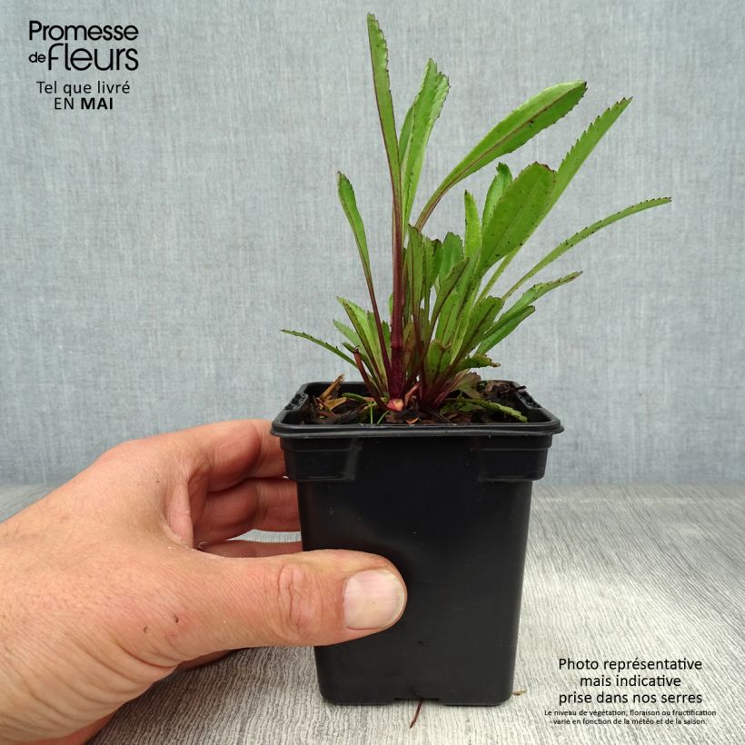 Leucanthemum superbum Petite Princesse d'Argent - Margherita Vasetto da 7/8 cm esemplare consegnato in primavera