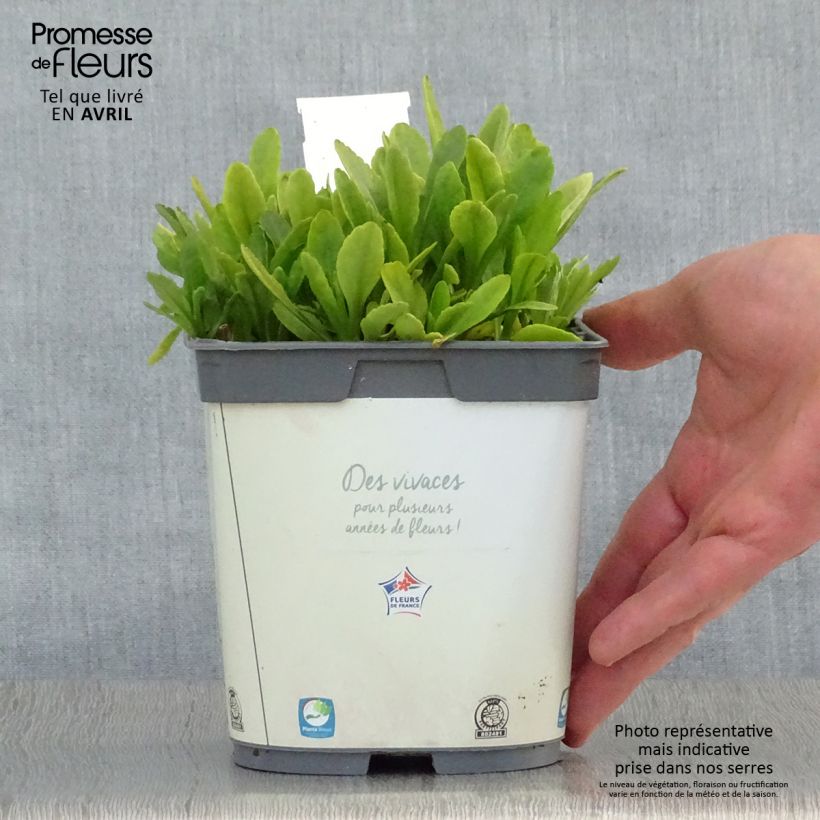 Leucanthemum Snow Lady - Margherita Vaso da 2L/3L esemplare consegnato in primavera