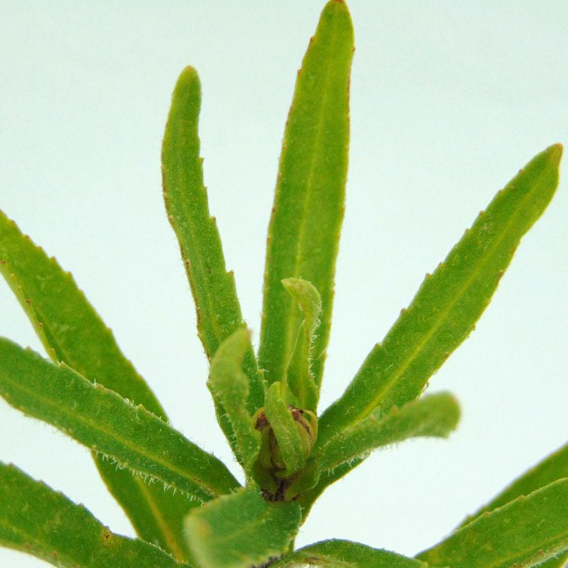 Leucanthemum superbum Victorian Secret - Margherita (Foliage)