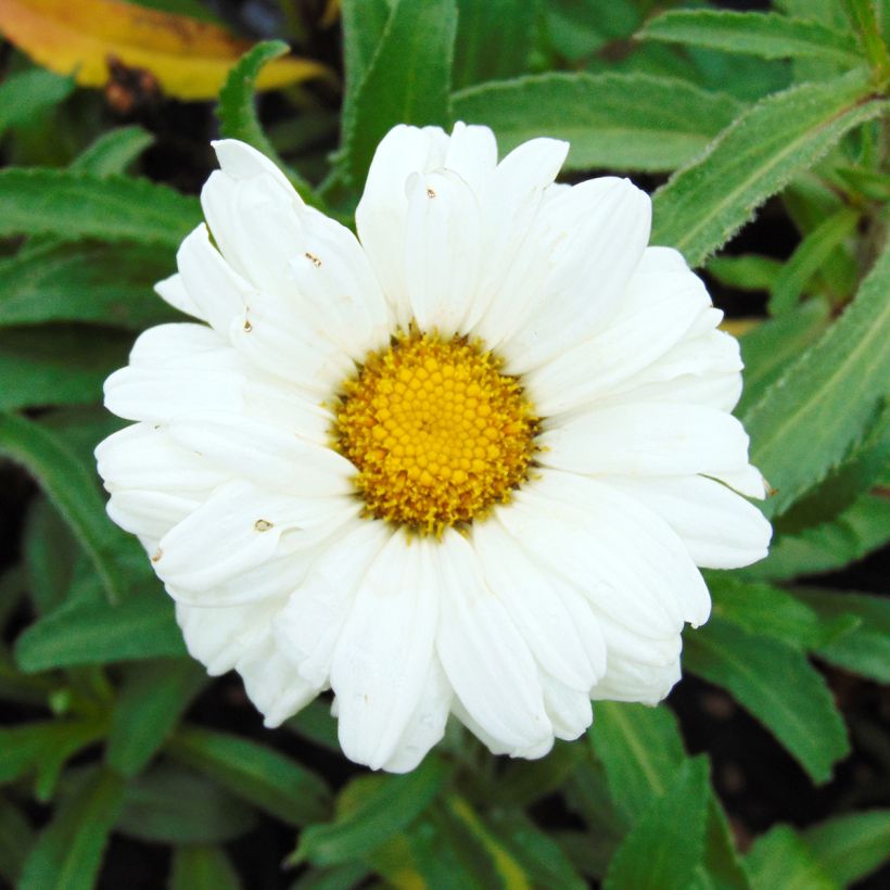 Leucanthemum superbum Victorian Secret - Margherita (Flowering)
