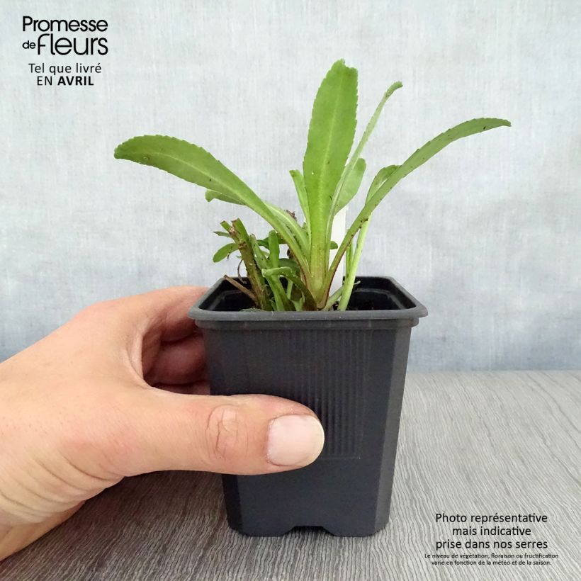 Example of Leucanthemum superbum Victorian Secret - Margherita Vasetto da 8/9 cm as you get in printemps