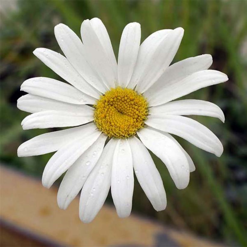 Leucanthemum superbum Etoile d'Anvers - Margherita (Flowering)
