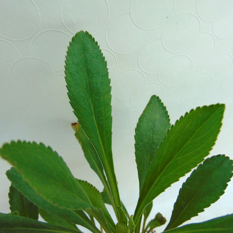 Leucanthemum superbum Etoile d'Anvers - Margherita (Foliage)