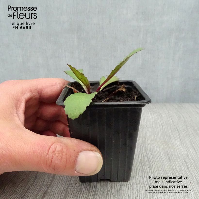 Example of Leucanthemum superbum Etoile d'Anvers - Margherita Vasetto da 7/8 cm as you get in printemps