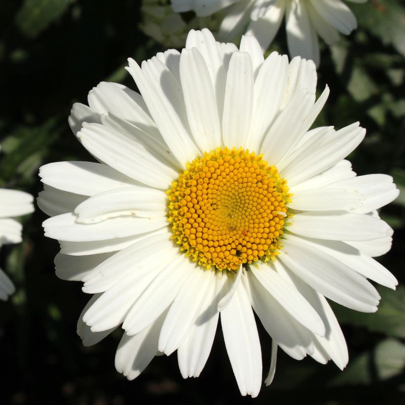 Leucanthemum superbum Alaska - Margherita (Fioritura)