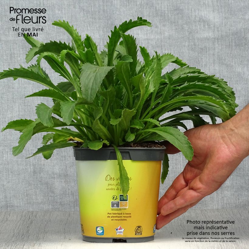 Leucanthemum superbum Broadway lights - Margherita Vaso da 2L/3L esemplare consegnato in primavera