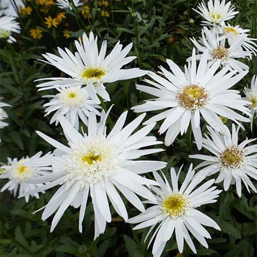 Leucanthemum superbum Christine Hagemann - Margherita (Fioritura)