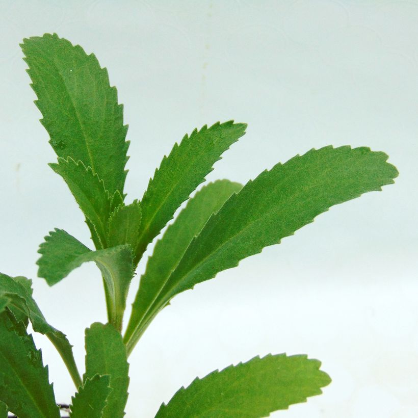 Leucanthemum superbum Christine Hagemann - Margherita (Fogliame)