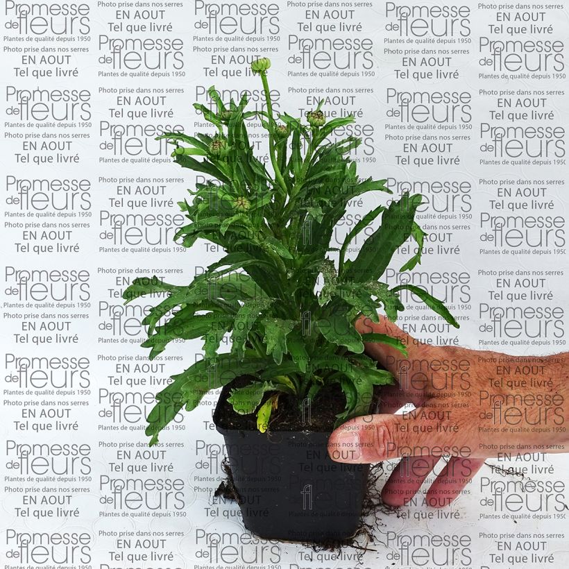 Esempio di esemplare Leucanthemum superbum Engelina - Margherita Vasetto da 8/9 cm come consegnato