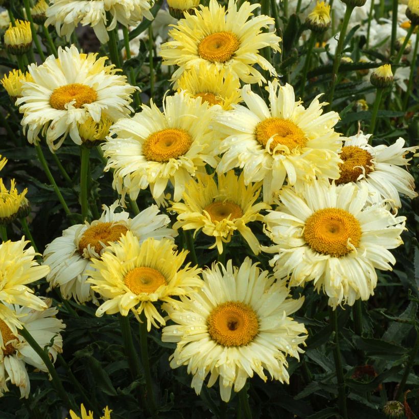 Leucanthemum superbum Goldfinch - Margherita (Flowering)