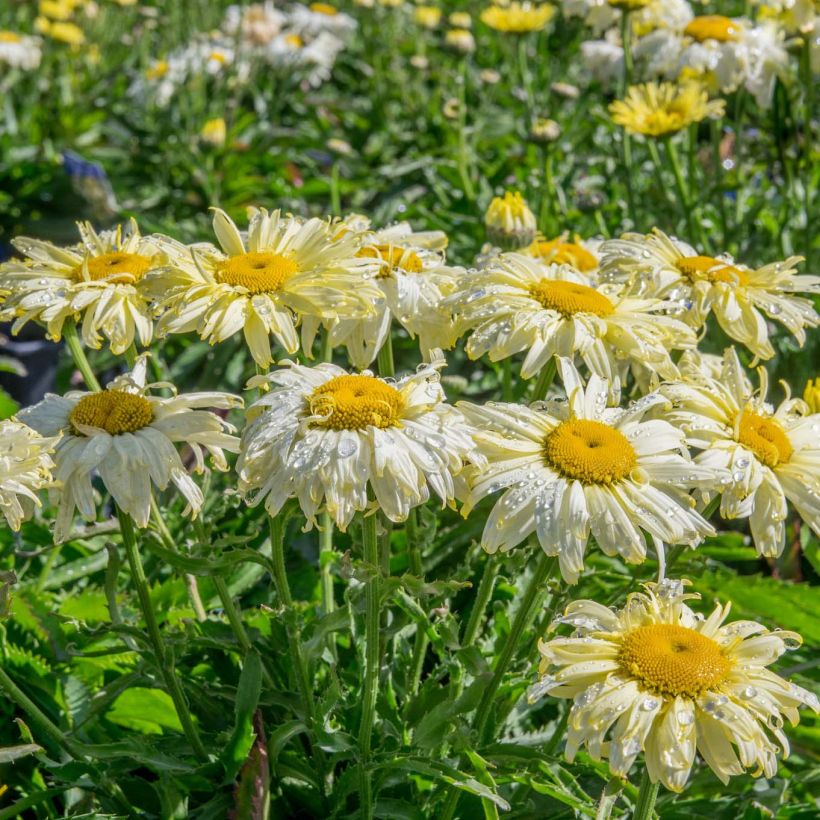 Leucanthemum superbum Goldfinch - Margherita (Plant habit)