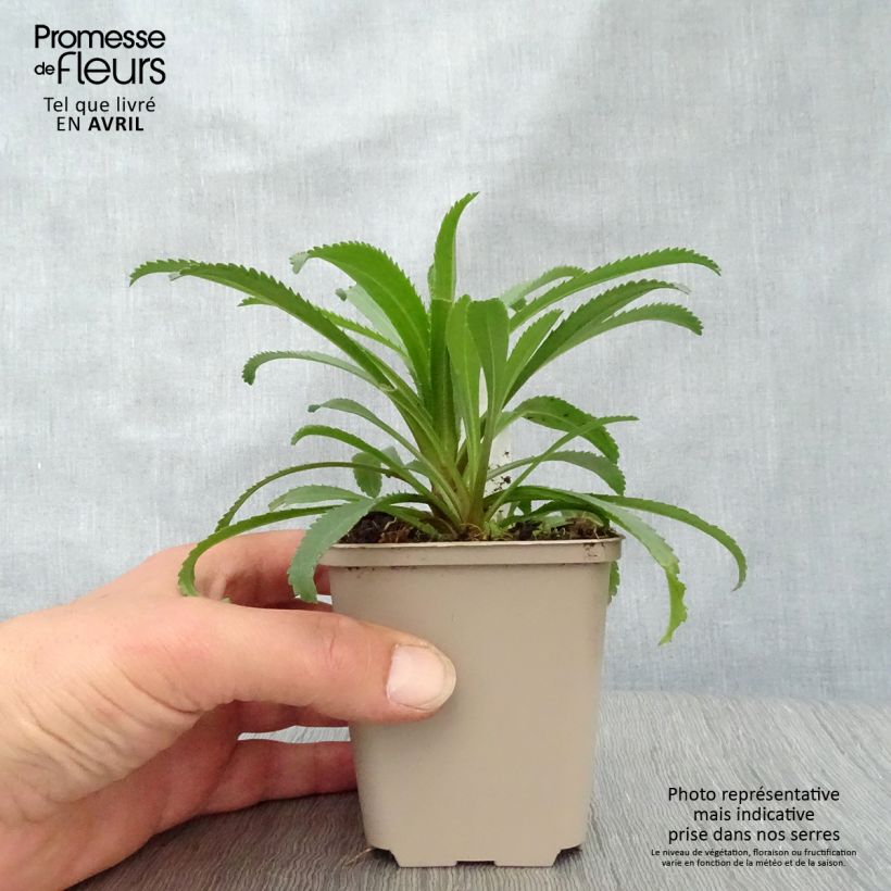 Example of Leucanthemum superbum Goldfinch - Margherita Vasetto da 8/9 cm as you get in printemps