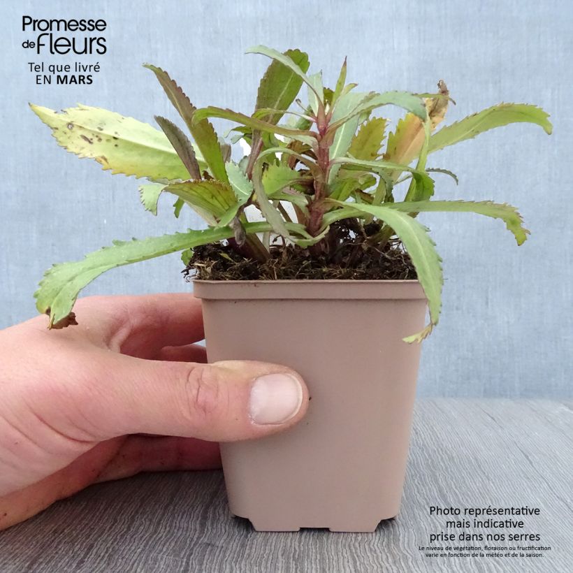 Leucanthemum superbum Old Court - Margherita Vasetto da 8/9 cm esemplare consegnato in primavera