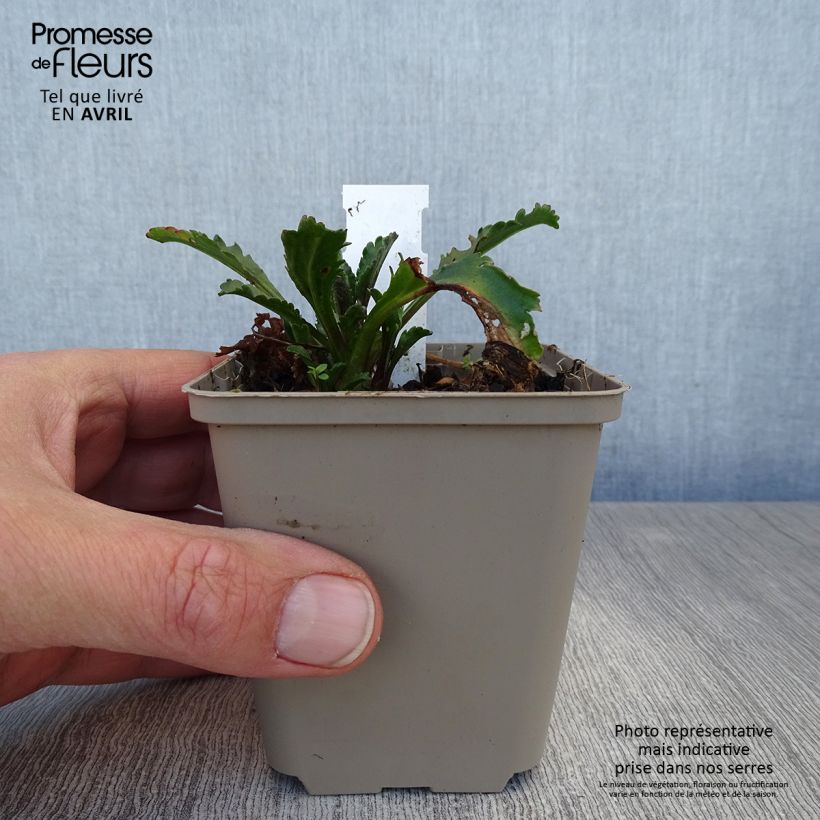 Example of Leucanthemum superbum Real Galaxy - Margherita Vasetto da 8/9 cm as you get in printemps