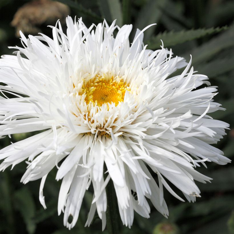 Leucanthemum superbum Snehurka - Margherita (Flowering)