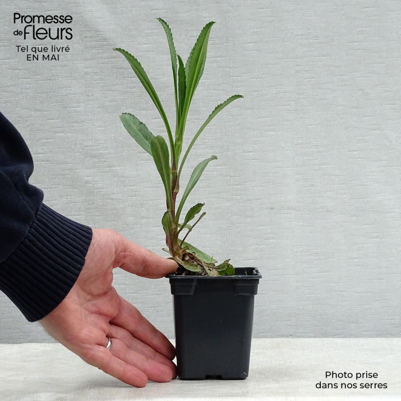 Example of Leucanthemum superbum Wirral Supreme - Margherita Vasetto da 7/8 cm as you get in printemps