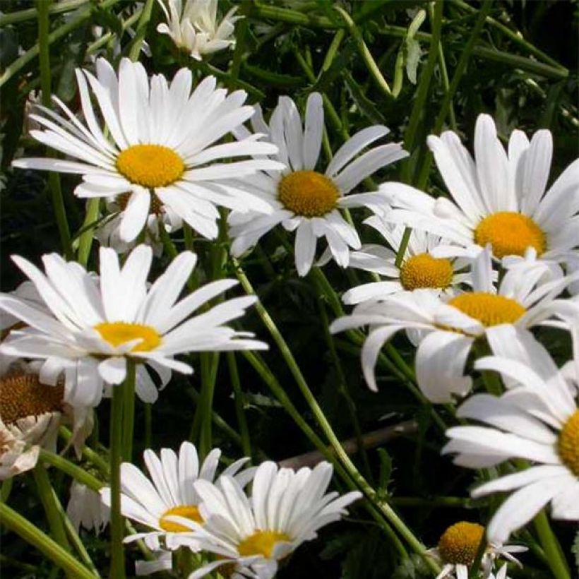 Leucanthemum vulgare Maikonigin - Margherita comune (Fioritura)
