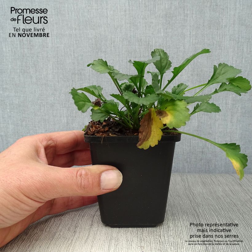 Esemplare di Leucanthemum vulgare Maikonigin - Margherita comune Vasetto da 8/9 cm come consegnato in autunno