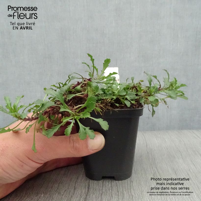 Leucanthemum vulgare Maikonigin - Margherita comune Vasetto da 8/9 cm esemplare consegnato in primavera