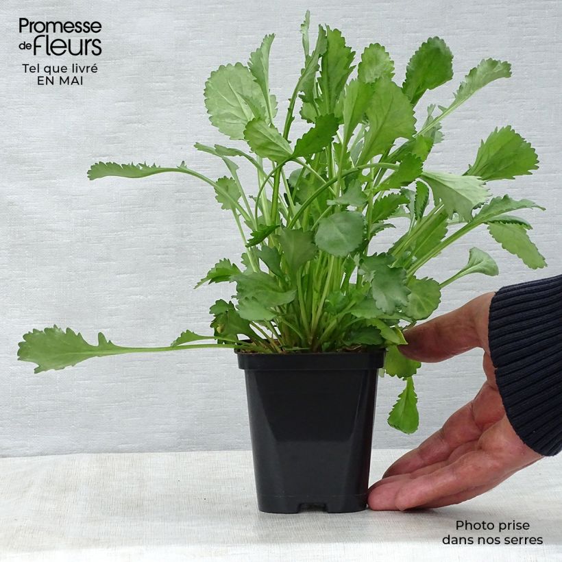 Leucanthemum vulgare - Margherita comune Vasetto da 8/9 cm esemplare consegnato in primavera