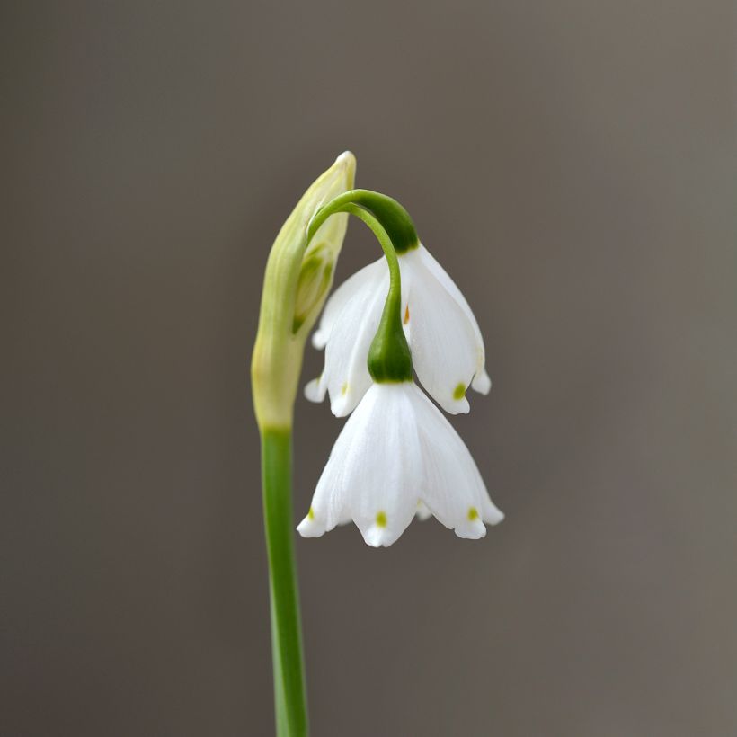 Leucojum aestivum Bridesmaid - Campanelle maggiori (Flowering)