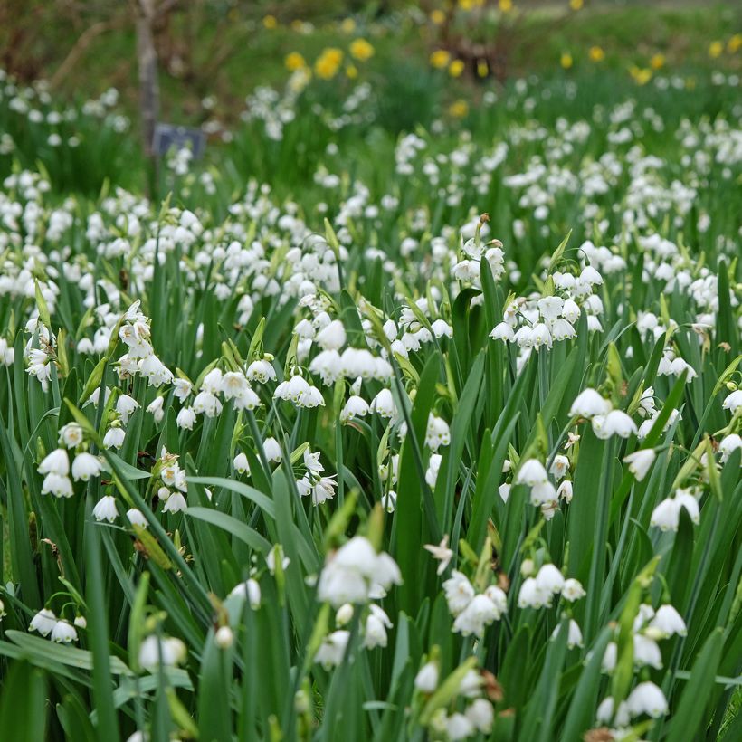 Leucojum aestivum Bridesmaid - Campanelle maggiori (Plant habit)