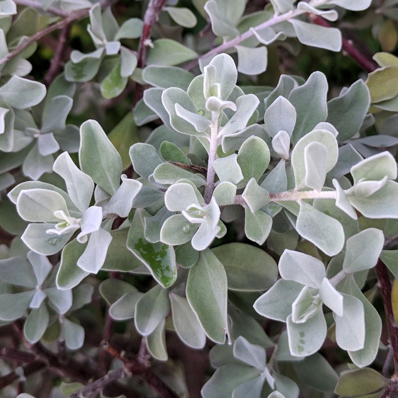 Leucophyllum frutescens - Leucofillo (Foliage)