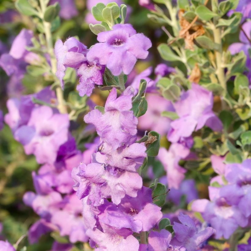 Leucophyllum langmaniae - Leucofillo (Fioritura)