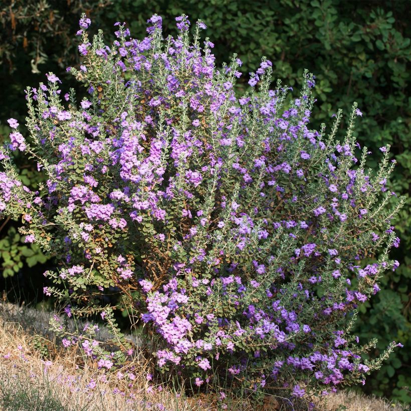 Leucophyllum langmaniae - Leucofillo (Porto)