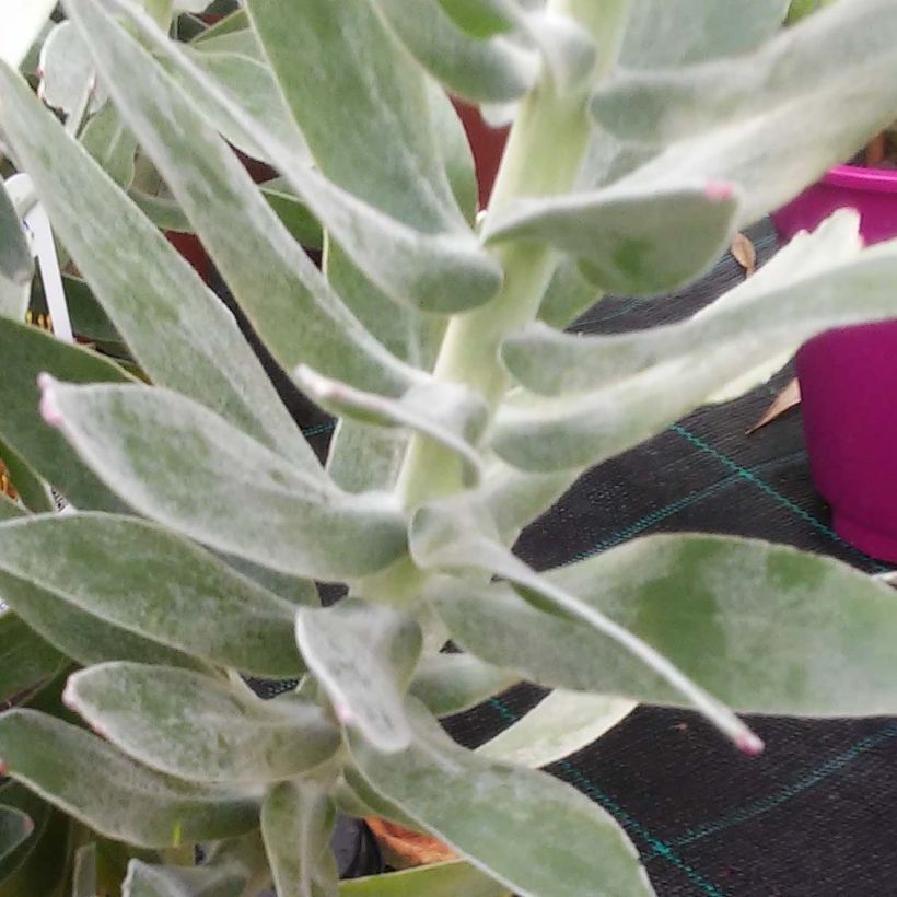 Leucospermum Copper Carnival (Foliage)