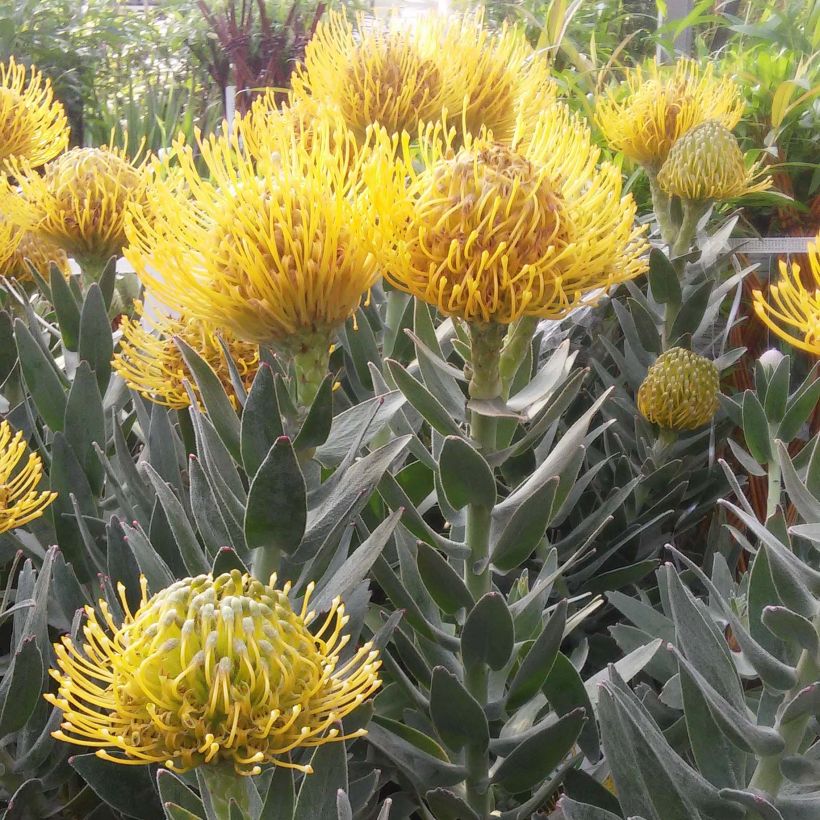 Leucospermum Copper Carnival (Flowering)