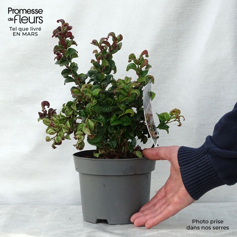 Leucothoe axillaris Curly Red Vaso da 2L/3L esemplare consegnato in primavera