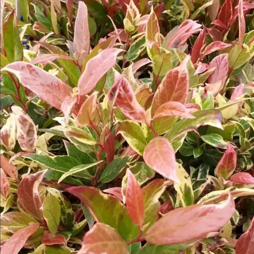 Leucothoe fontanesiana Color Diamond (Fogliame)