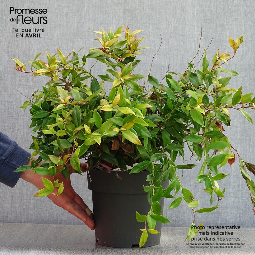 Example of Leucothoe fontanesiana Little Flames Vaso da 4L/5L as you get in printemps