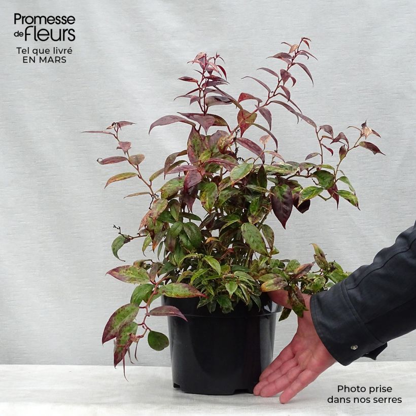 Example of Leucothoe fontanesiana Makijaz Vaso da 3L/4L as you get in printemps