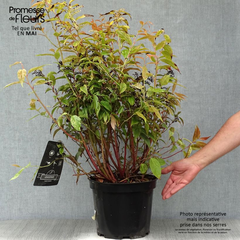 Leucothoe fontanesiana Rainbow Vaso da 7,5L/10L esemplare consegnato in primavera
